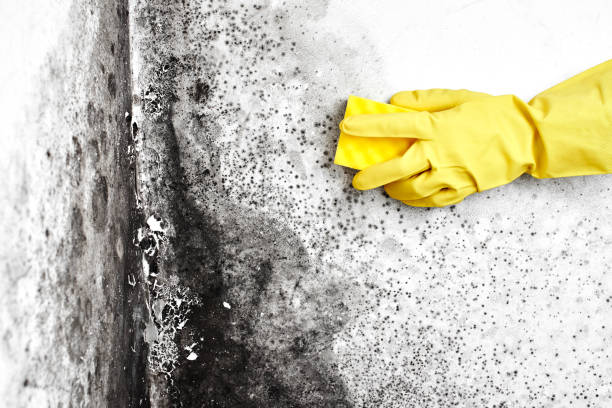 Best DIY Mold Remediation in Hooverson Heights, WV